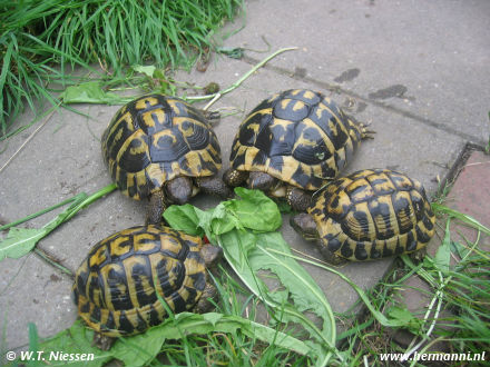 Testudo hermanni hermanni